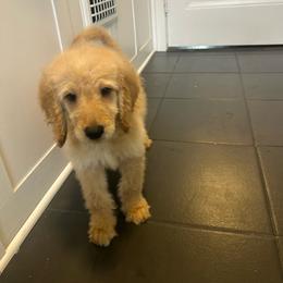 Matcha - Apricot male Goldendoodle puppy in Warren, Michigan from Annette Patterson