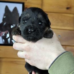 Indie - Black and red female German Shepherd puppy in Garland, Maine from Vom Schön Traumhund