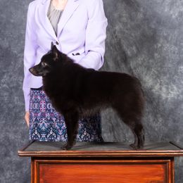 Raven - Schipperke