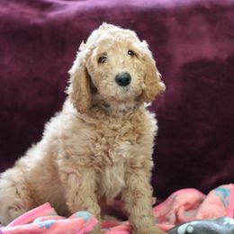 "9 weeks" Goldendoodle Puppies from Faith Breeders