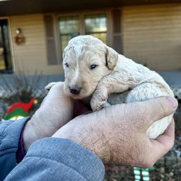 Cream - White female Bernedoodle puppy in Holt, Missouri from Mindys Doodles