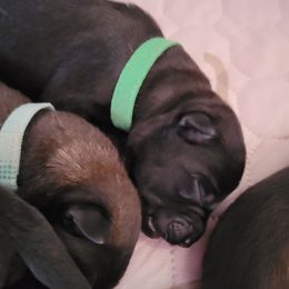 Green Collar Male - Black sable male Belgian Malinois puppy in Sanger, Texas from Faubion Malinois