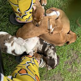 Dachshund Puppies from Witchy Woman’s Wiener’s