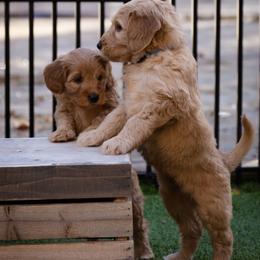 Australian Labradoodle Puppies from Providence Labradoodles