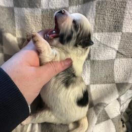 Paris - Blue merle female Pomeranian puppy in Waterloo, Indiana from Garcias Pomeranian