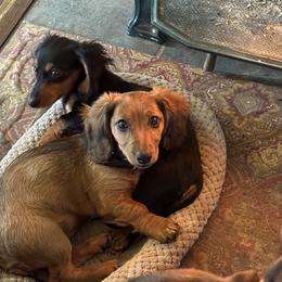 Dachshund Puppies from Mountain Thyme Homestead