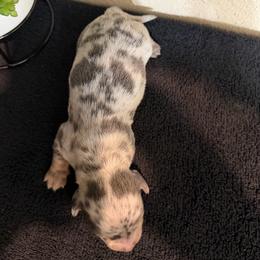 Bluey - Dapple female Dachshund puppy in Grass Valley, California from Mis Doxie