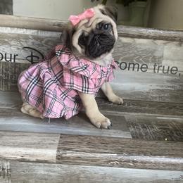 Bulldog and Pug Puppies from Love that bulldog lewter family