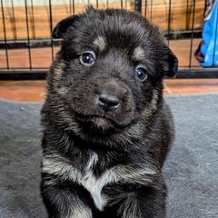 Pink Girl - Säde - Black and tan female Lapponian Herder puppy in Prattsburgh, New York from Maalattu Koirankoppi Lapponian Herders