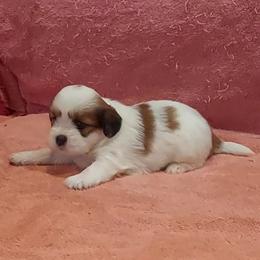Girl 2 - Parti female Lhasa Apso puppy in Norman, Oklahoma from Steve's Puppies