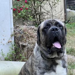 Ronin - Mastiff