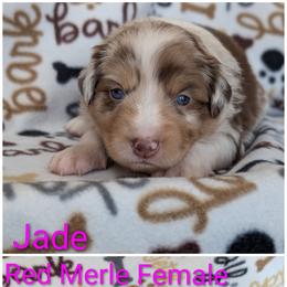 Jade - Red merle female Australian Shepherd puppy in Squaw Valley, California from A&M Australian Shepherds