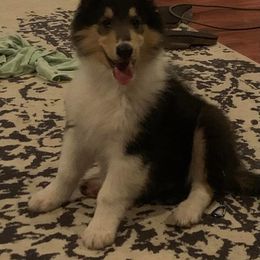 Collie Puppies from Costello Farm