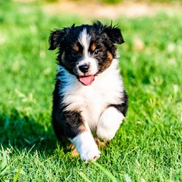 Miniature Australian Shepherd Puppies from Rockin D Mini Aussies