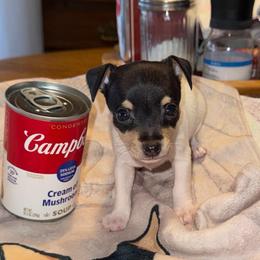 Riley Pup 3 - White black and tan female Toy Fox Terrier puppy in Clermont, Florida from Debbie Hiles's Toy Fox Terriers