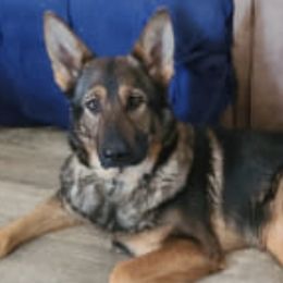 German Shepherds from Liberty's German Shepherds of CNY