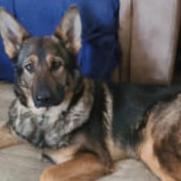 German Shepherds from Liberty's German Shepherds of CNY