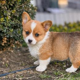 Stella - Red female Pembroke Welsh Corgi puppy in Beggs, Oklahoma from Blue Diamond Corgi’s
