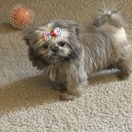 Darcy - Lilac female Shih Tzu puppy in Trinity, North Carolina from Trinity Shih Tzu