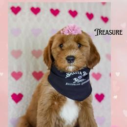 Treasure - Red female Australian Labradoodle puppy in Redding, California from Shasta Royal Monroe Puppies