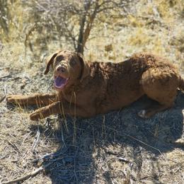 Kanga - Brown female Chesapeake Bay Retriever puppy in Soap Lake, Washington from Desert Oasis Kennels
