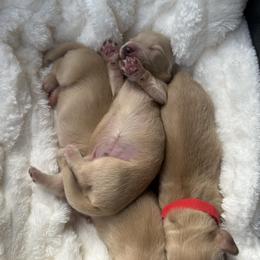 Dachshund Puppies from Golden State Mini Doxies