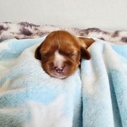 Theodore - Ruby male Cavalier King Charles Spaniel puppy in Wapello, Iowa from Willow Rayne shelties and more