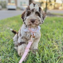 Aussiedoodle and Bernedoodle Puppies from Little Golden Farm