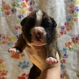 Avis - Fawn male Boxer puppy in Daviess County, Kentucky from Blissful Euro Boxers & French Bull Dogs