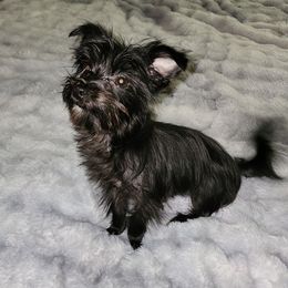 Drew (4 lbs) - Morkie