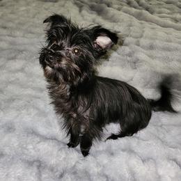 Drew (4 lbs) - Morkie