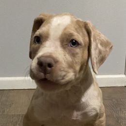 Boy 4 - Lilac male American Bully puppy in Lubbock, Texas from Villainous K9’s
