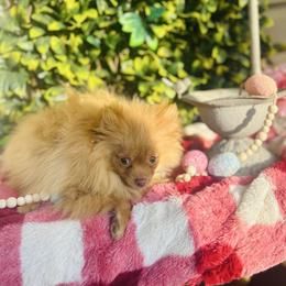Biscuit - Orange male Pomeranian puppy in Buck Valley, Pennsylvania from Buck Valley Pomeranians
