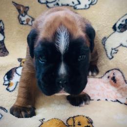 Boxer Puppies from Caly-Amore Boxers
