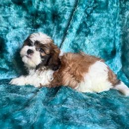 Samuel - Red and white male Cavatzu puppy in Knoxville, Tennessee from Rocky Top Cavapoos