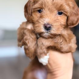 Purple collar - Red female Bernedoodle puppy in Fort Wayne, Indiana from Crimson Curl Doodles