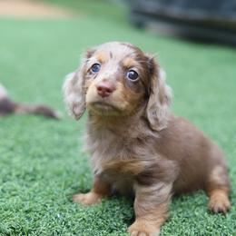 Dachshund Puppies from Rising Dawn Dachshunds
