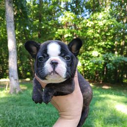 Freedom - Brindle female French Bulldog puppy in Morgantown, Indiana from Baby Cake Bullies
