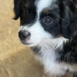 Ace - Black tri male Miniature Australian Shepherd puppy in Fort Myers, Florida from Gilmore Aussie Posse of Florida Pure-bred Miniature Australian Shepherds