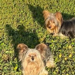 Yorkshire Terriers from Tammy Goodwin's Yorkshire Terriers