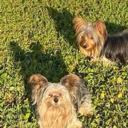 Yorkshire Terriers from Tammy Goodwin's Yorkshire Terriers