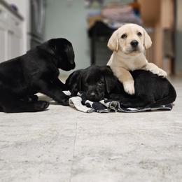 Labrador Retriever Puppies from Majestic Forrest Labradors