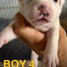 Staffordshire Bull Terrier Puppies from 1LoveStaffies-Hawaii