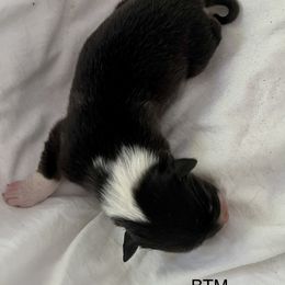 Australian Shepherd Puppies from FairWilde Farm