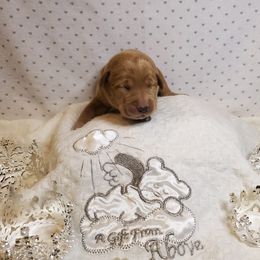 Dilute Retriever and Labrador Retriever Puppies from Kilgore’s Labrador Retrievers