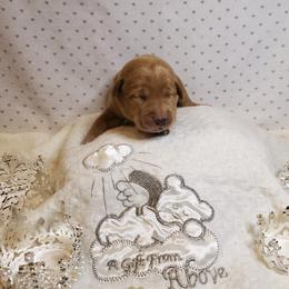 Dilute Retriever and Labrador Retriever Puppies from Kilgore’s Labrador Retrievers