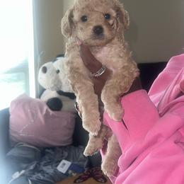 Lily - Brown female Cavapoo puppy in Houston, Texas from PoodleswithLove