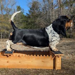 Sugar - Basset Hound