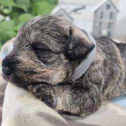 Boy 3 - male Miniature Schnauzer puppy in Las Vegas, Nevada from Knock & Bark