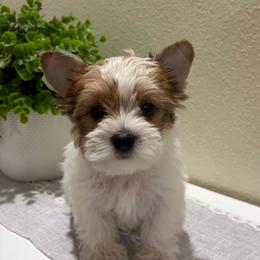 ACE - Parti male Yorkshire Terrier puppy in Hermiston, Oregon from Sunshine Luv Yorkies